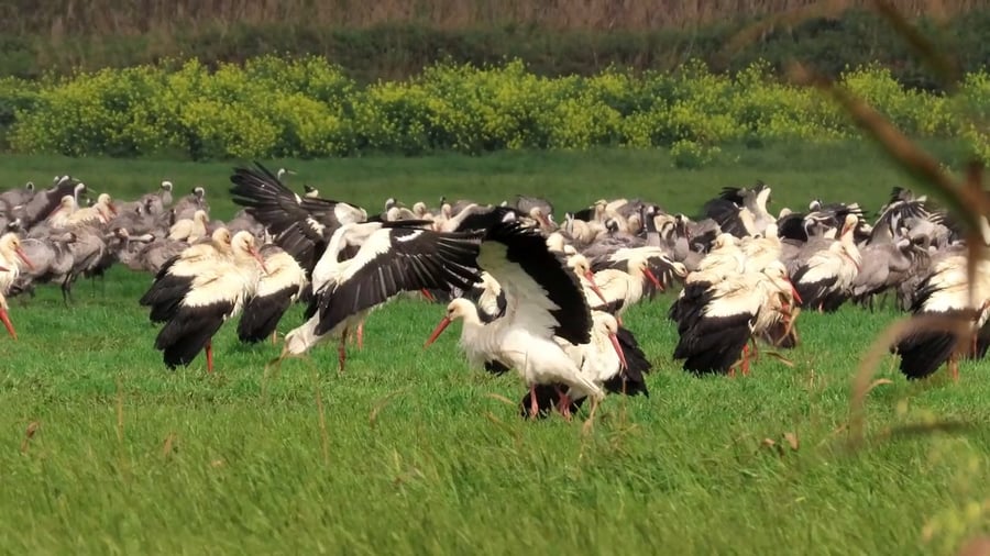 הנדידה באגמון החולה
