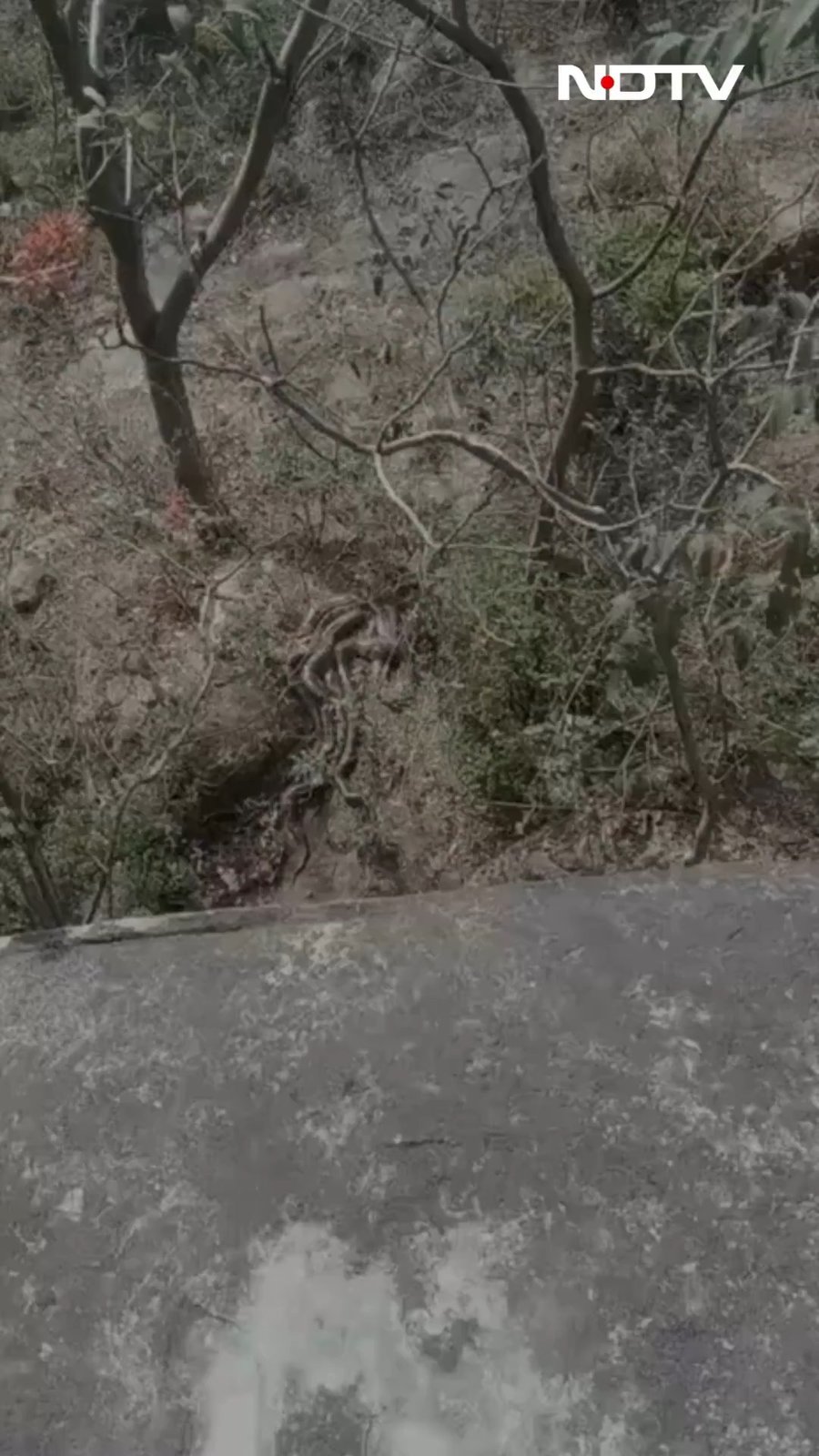 הפיתונים כרוכים זה בזה