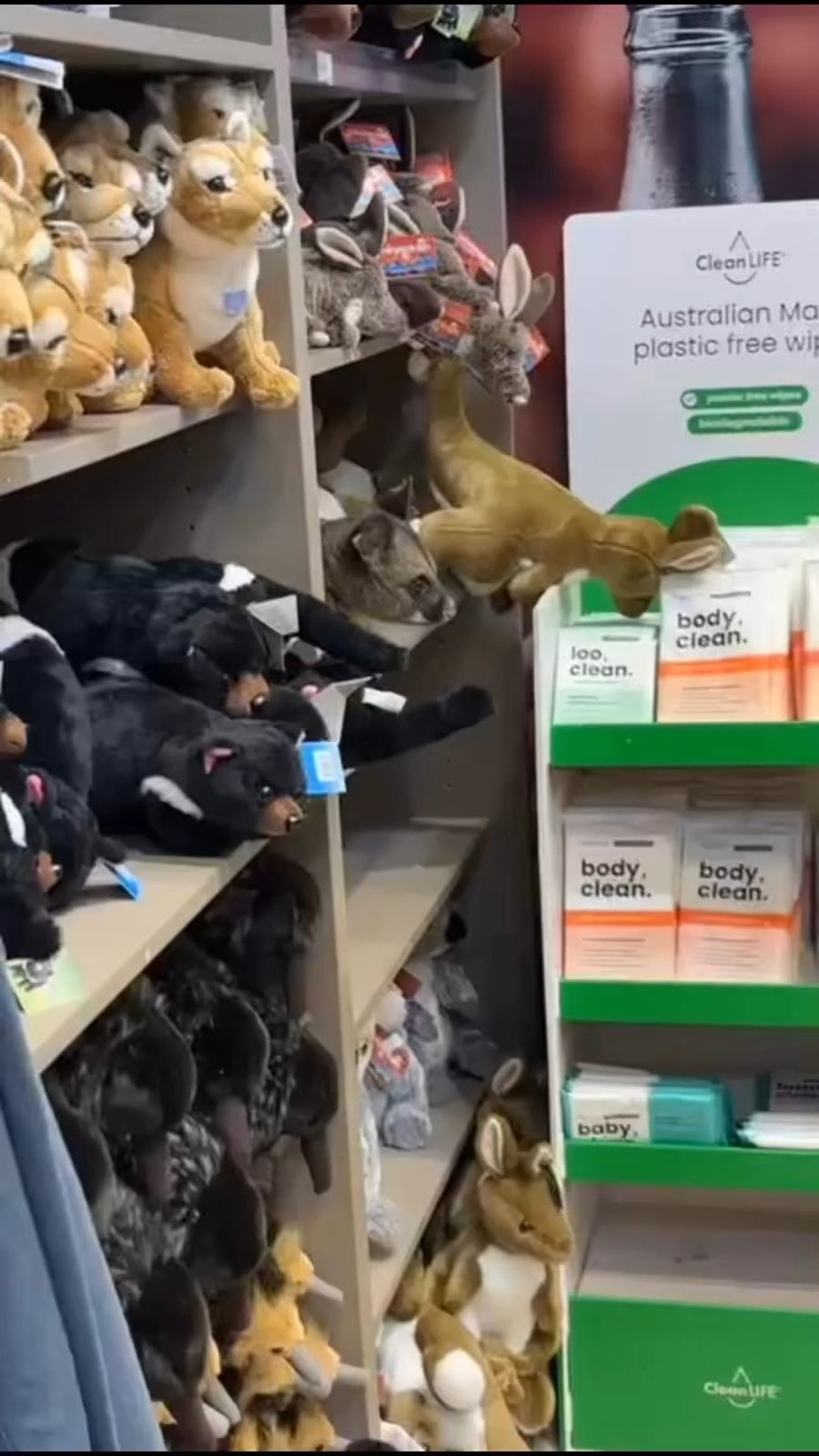 האופוסום שהתגלה בחנות