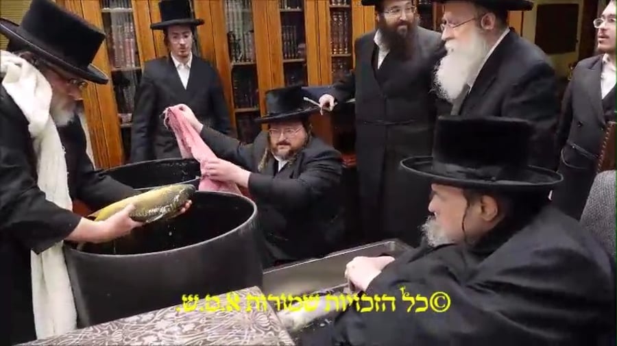 האדמו"ר מבעלזא בבדיקת הדגים לקראת פסח