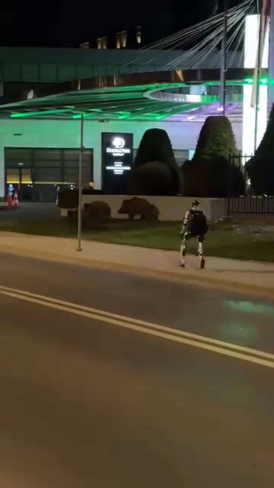 הרובוט רודף אחרי החזירים