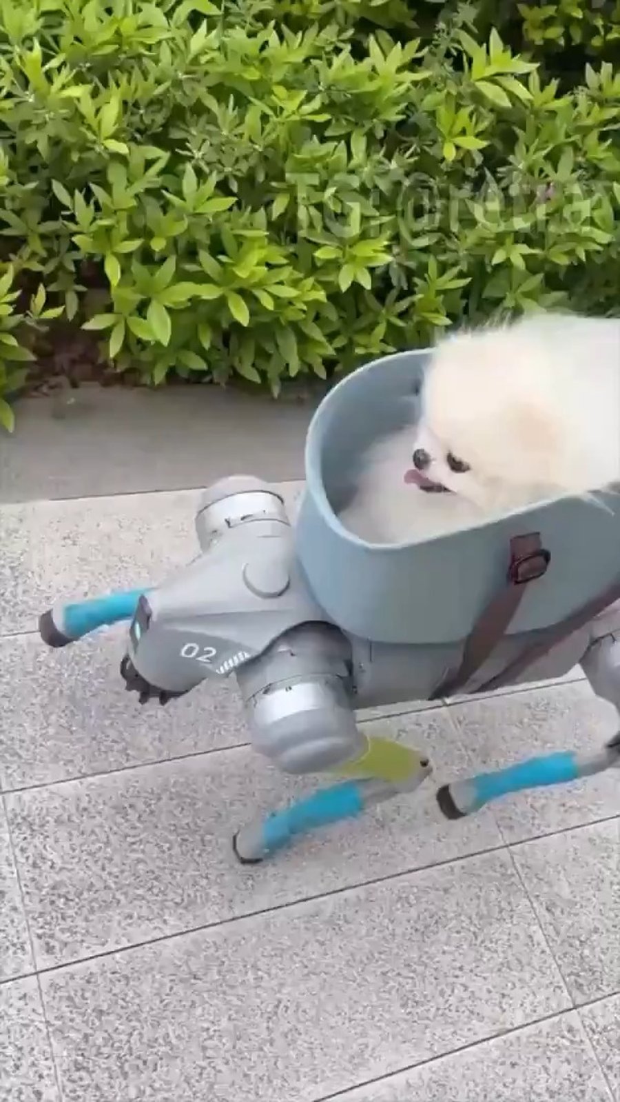 רובוט מטייל עם כלב בסין