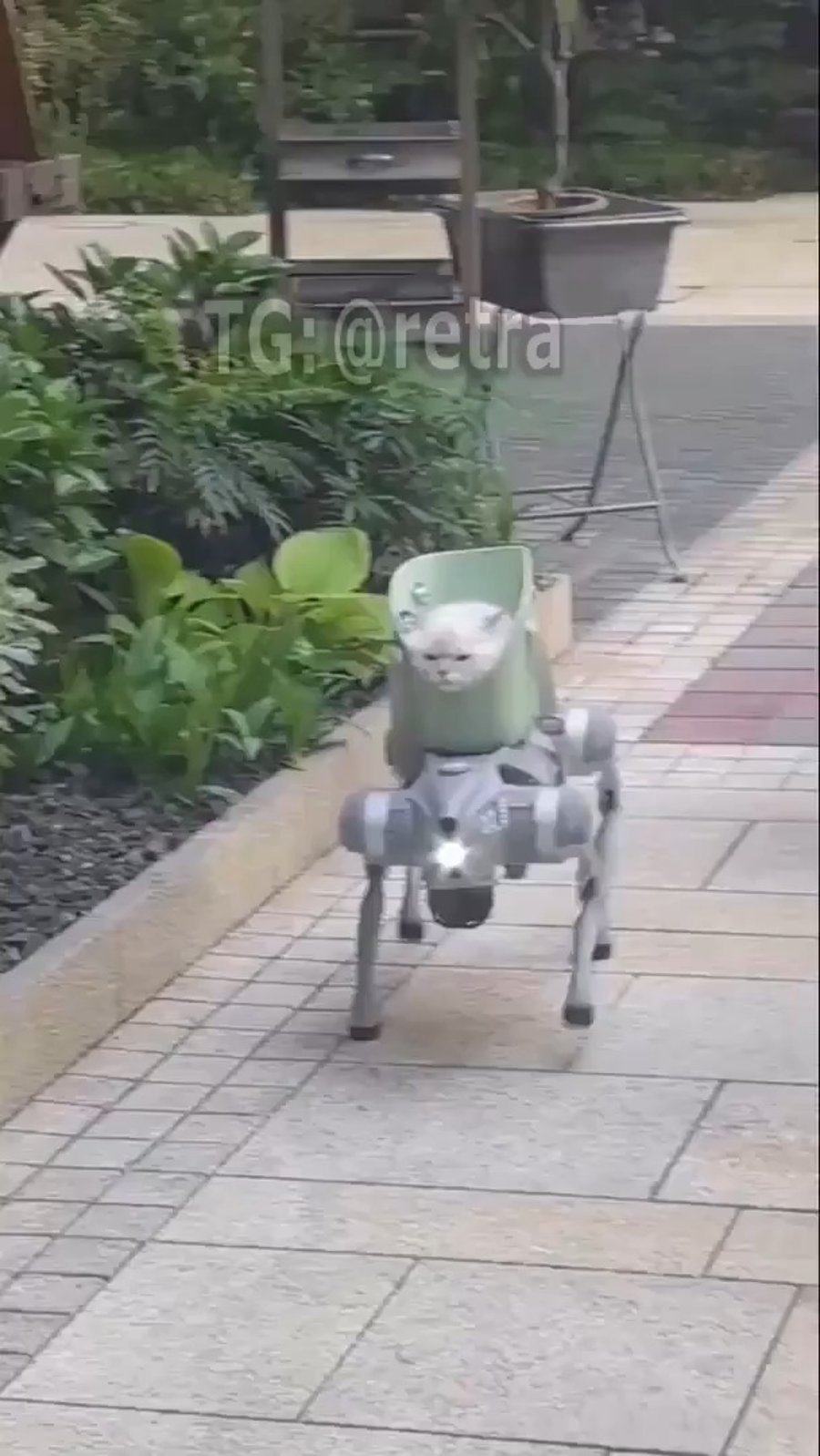 רובוט מטייל עם חתול - בסין