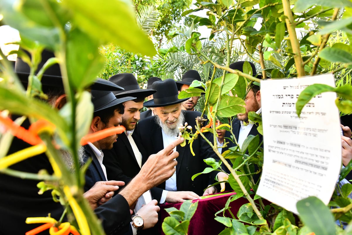 הגרמ"ה הירש בברכת האילנות