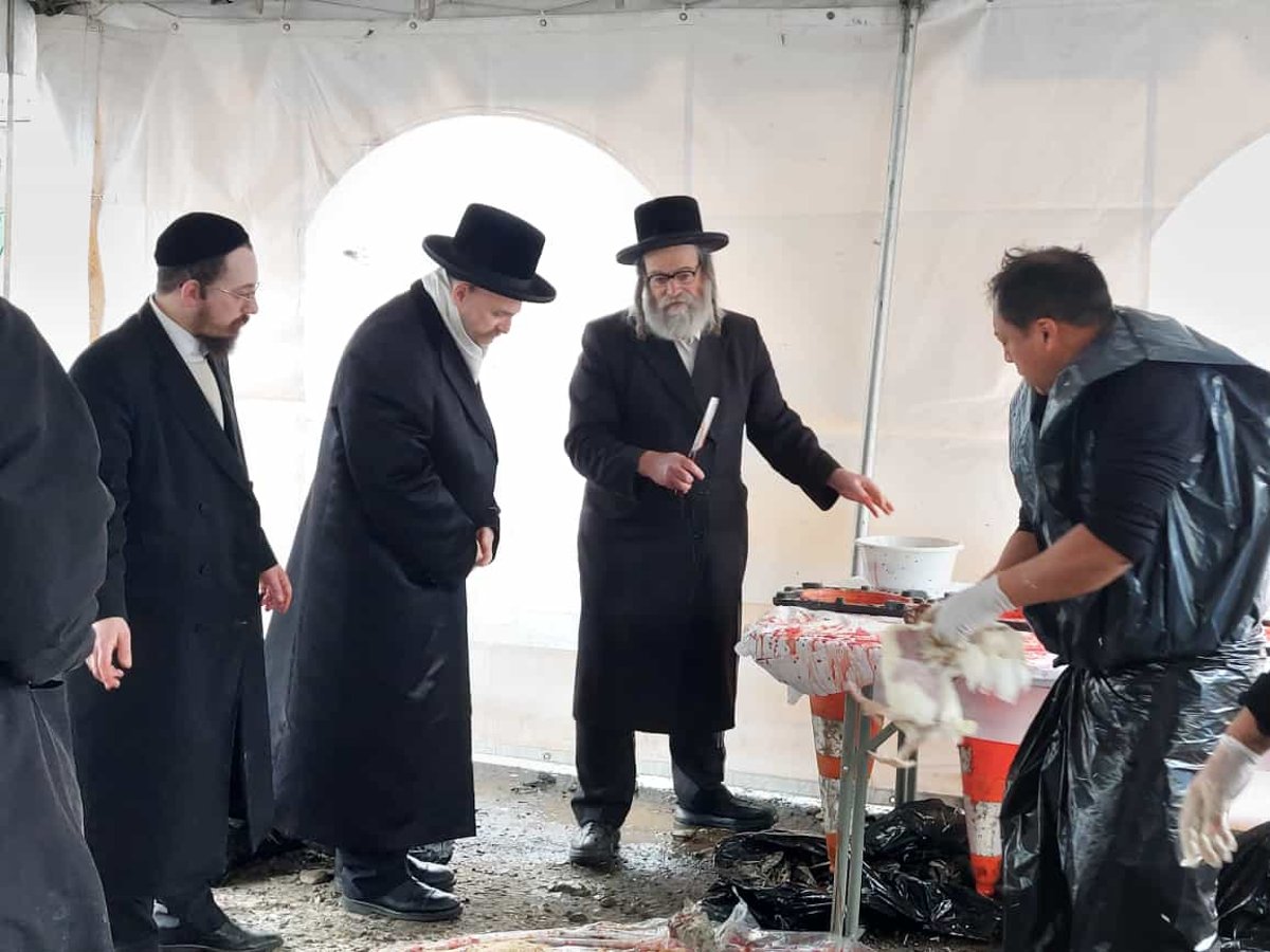 האדמו"ר מסקווירא מאנסי במשחטה בחצר בית מדרשו 