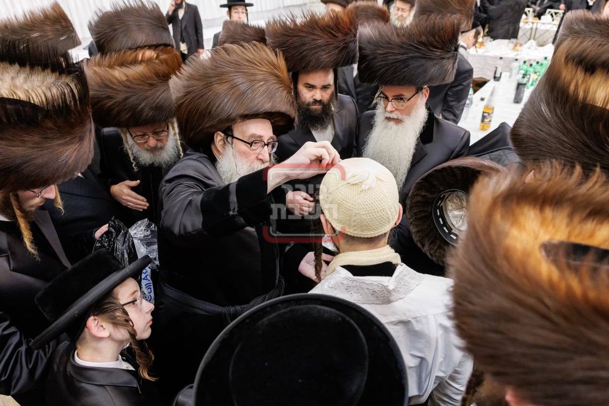 שמחת נישואי נכד האדמו"ר מתולדות צבי דספינקא 