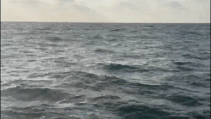 תיעוד נדיר: להקת דולפינים נצפתה מול חופי הרצליה • צפו