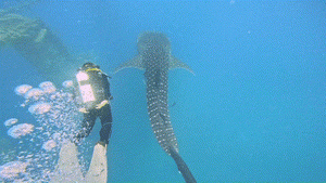 כריש לוויתן באורך 4 מטרים נצפה במפרץ אילת | צפו